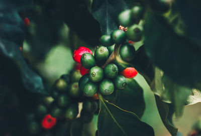 Close-up of food on plant