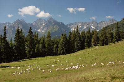 Scenic view of pine trees and mountains against sky