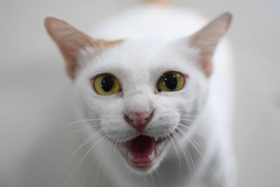 Close-up portrait of cat