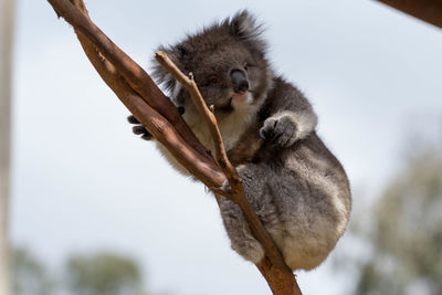 Low angle view of koala on branch
