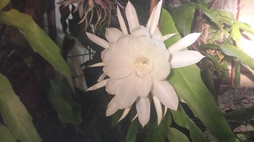 Close-up of white flower growing on plant