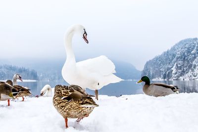 Scenic view of snow covered landscape