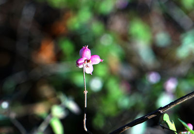 Close-up of pink flower blooming outdoors