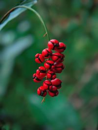 Close-up of plant