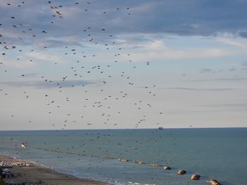 Flock of birds flying over beach