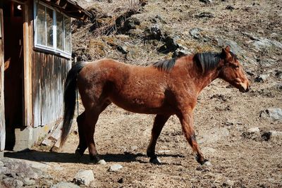 Brown horse in pasture 