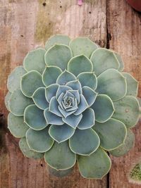 Close-up of succulent plant