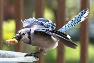 Wings out and peanut caught