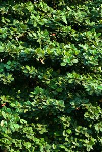 Full frame shot of leaves