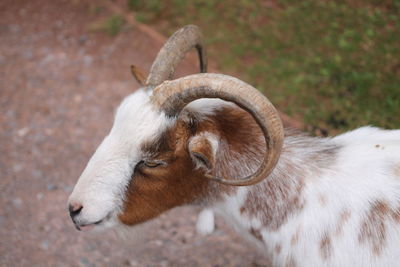 Close-up of goat on field