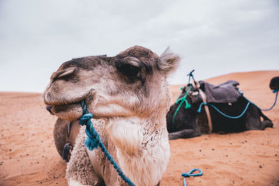 Camel in sahara