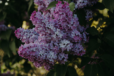 Close-up of pink flowering plant