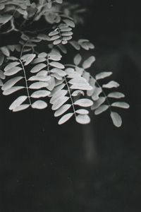 Close-up of white flowering plant leaves against black background