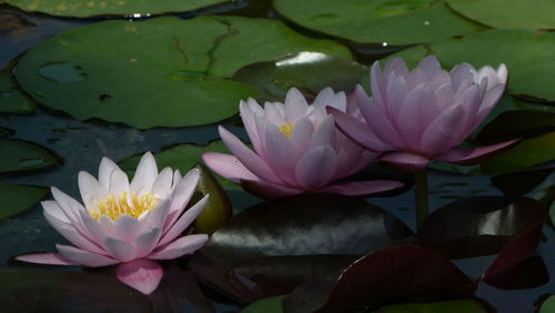 Close-up of lotus water lily in pond