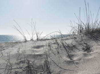 Plants on beach against clear sky