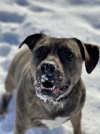 Close-up portrait of a dog