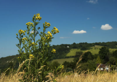 Close-up of yellow flowers growing in field