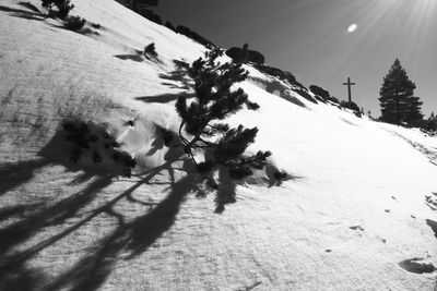 Trees on field during winter