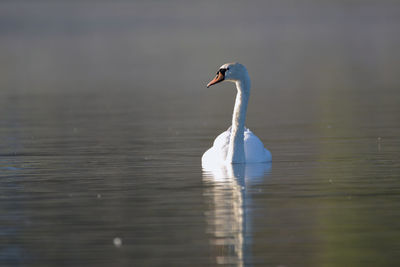 Close-up of swan swimming on lake