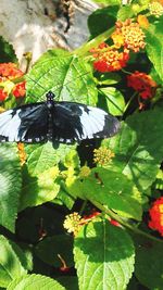 Close-up of butterfly perching on plant