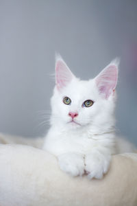 Cute maine coon white small kitty sitting on a white background