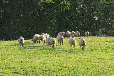 Horses grazing in a field