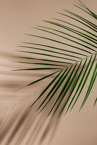 Close-up of palm leaf