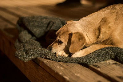 Close-up of dog lying on bed
