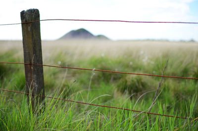 Barbed wire fence on grassy field