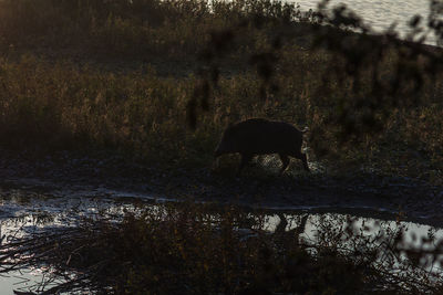 View of sheep grazing on field by river