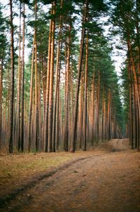 Pine trees in forest