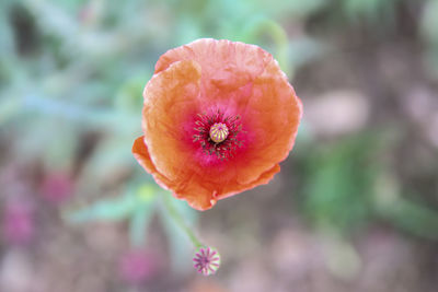 Close-up of pink flower