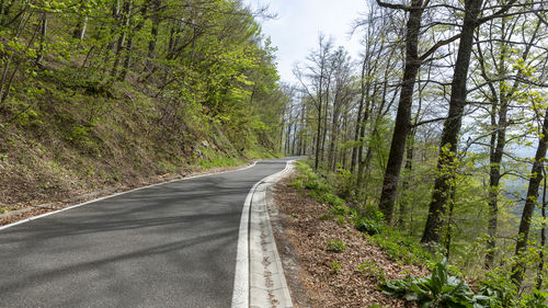 Road amidst trees in forest