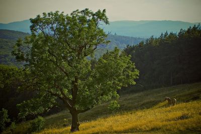 Trees on landscape against sky