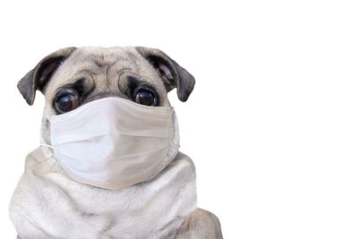 Portrait of a dog over white background