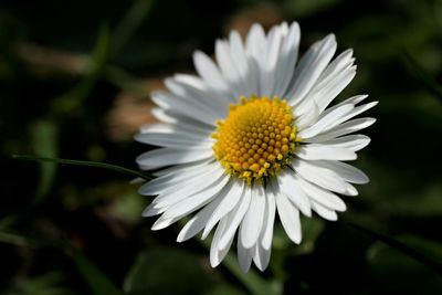 Close-up of white daisy