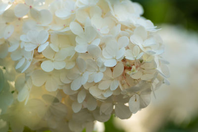 Close-up of white flowering plant