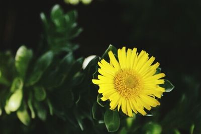 Close-up of yellow flower