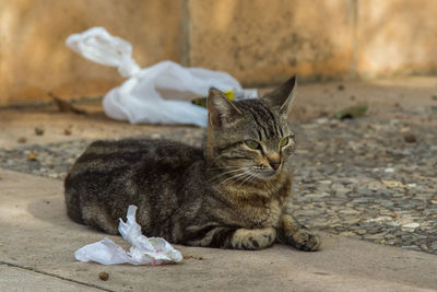 Close-up portrait of cat