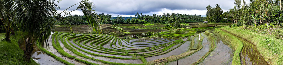 Panoramic view of rice paddy against sky
