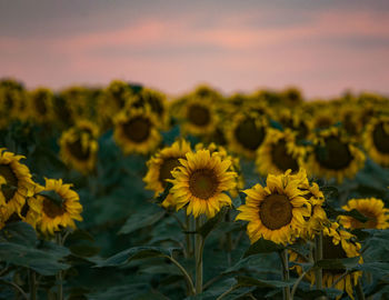 Close-up of yellow flowering plant on field