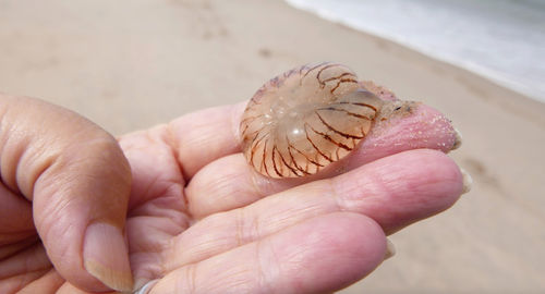 Cropped image of hand holding jellyfish at beach