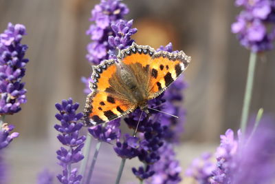 Close-up of butterfly on lavender