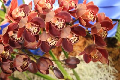 Close-up of flowers