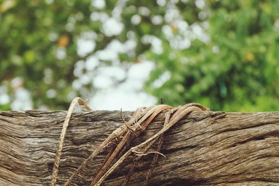 Close-up of lizard on tree trunk