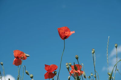 Close-up of red poppy flowers against blue sky