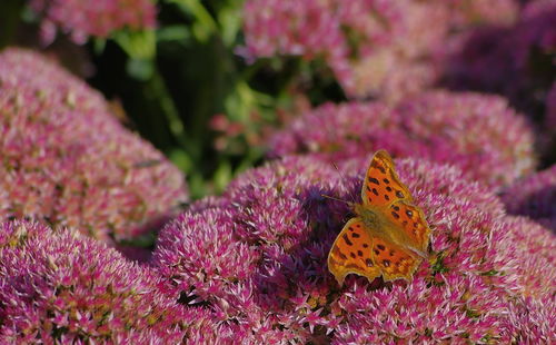 Butterfly pollinating on pink flower