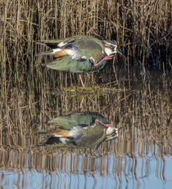Birds perching on lake