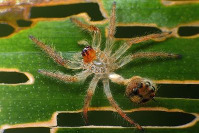 Close-up of insect on plant