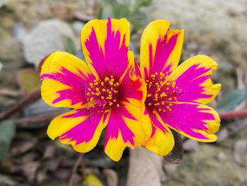 Close-up of yellow flower blooming outdoors